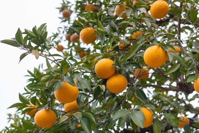 Naranjas amargas, propiedades y beneficios