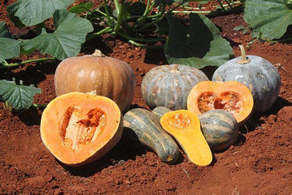 Pumpkin: health and goodness in the kitchen