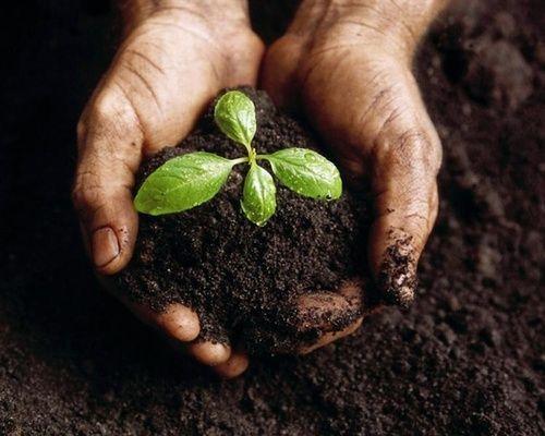 Ecological fertilizers and natural fertilizers