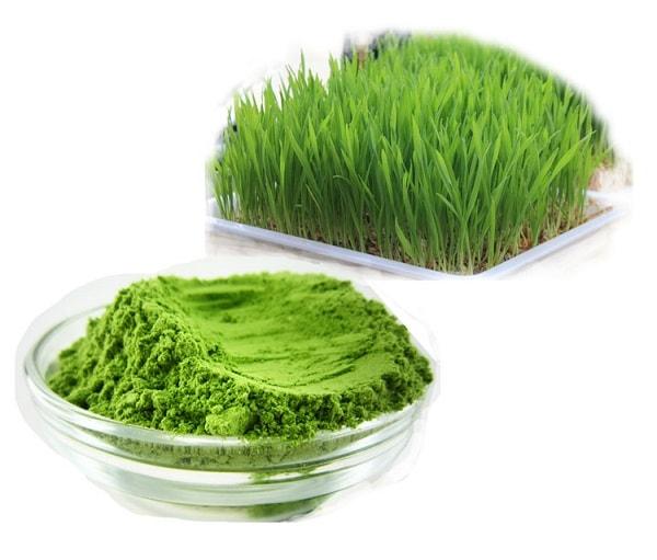 Barley grass: properties, uses and where to find it