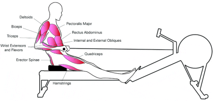 Rower Gym | Affected Muscles, Benefits and Training Program