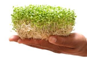 Sprouts to feed on energy and vitality