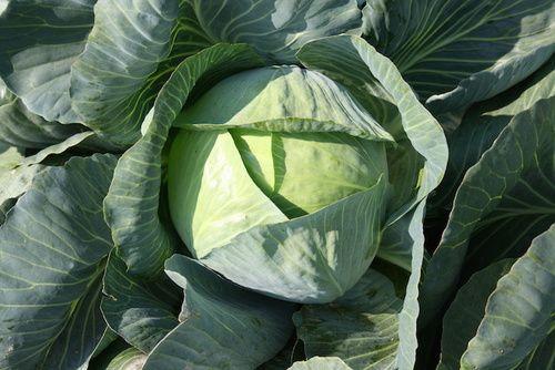 Cabbage: properties, nutritional values, calories
