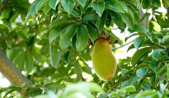 Baobá: os 5 motivos para integrá-lo na dieta