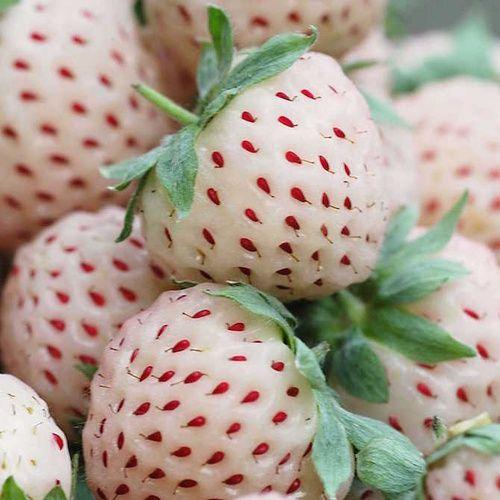 Pineberry: properties, benefits, how to eat