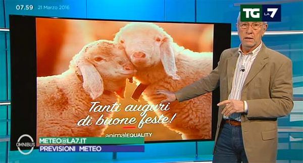 Lamb for Easter: the call of the meteorologist that we should all listen to (VIDEO)