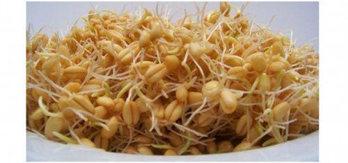 Wheat sprouts: properties, benefits and use