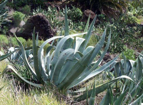Agave syrup: properties, use, contraindications