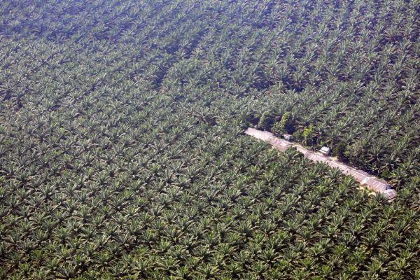 Palm oil, let's be clear