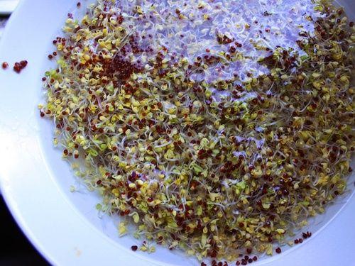 Mustard sprouts: properties, benefits and use