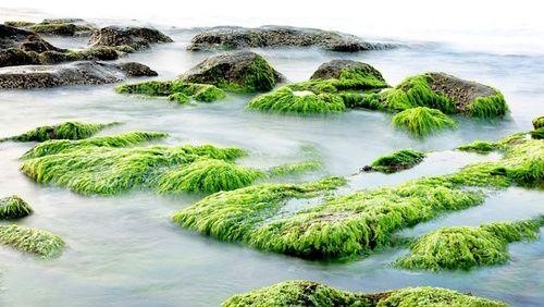 Marine algae: properties, use and contraindications