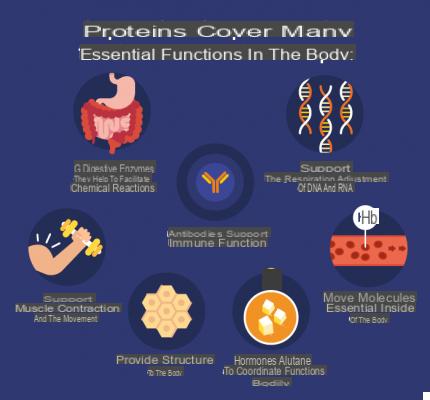 Funciones de las proteínas