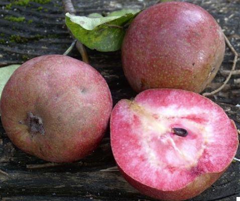 The ancient and forgotten apples
