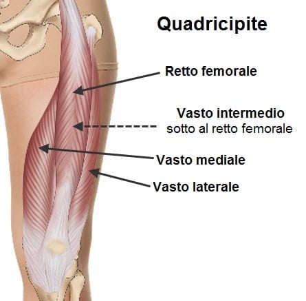 Entraînement des jambes | Les meilleurs exercices pour les quadriceps