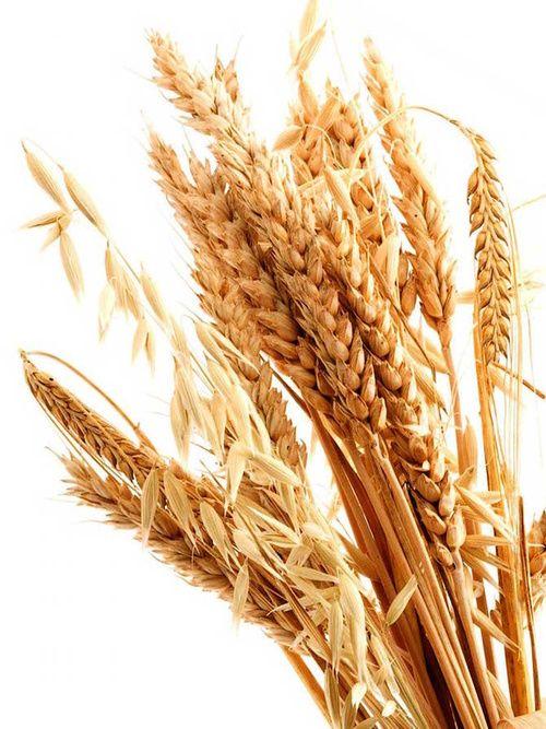 Germen de trigo: propiedades, valores nutricionales, calorías
