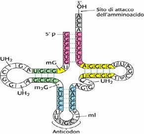 ARN - ácido ribonucleico