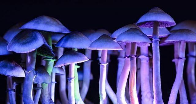Cogumelos, como evitar surpresas