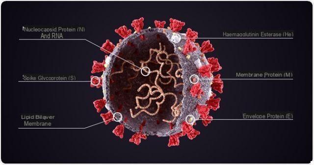 SARS-CoV-2: Structure, Proteins and Pathogenesis of the New Coronavirus