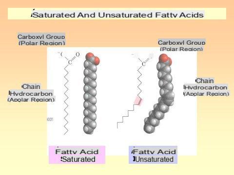 Fatty acids: do we know what they are and how do they differ?