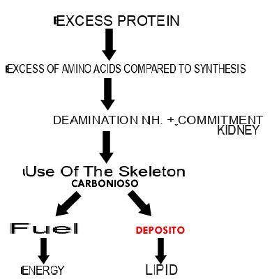 Excess of protein in the diet