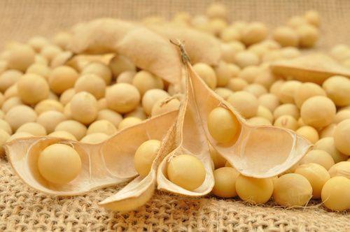 Soybean meal, properties and use