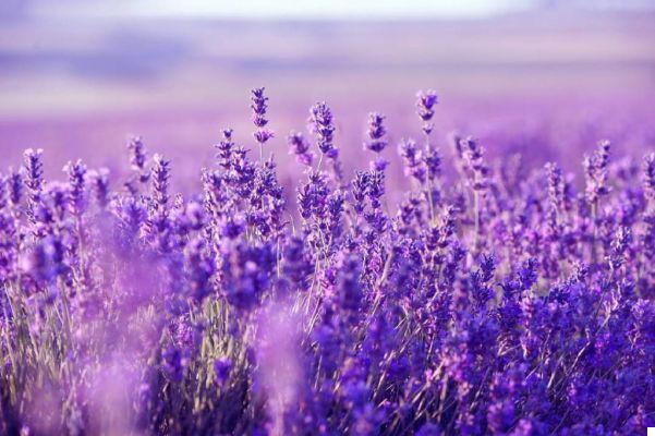The smell of lavender is as effective as Valium