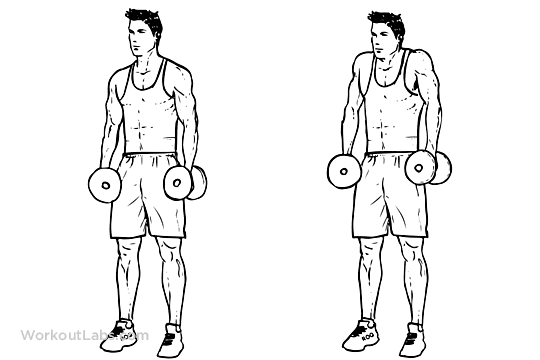 Shrug with dumbbells | How are they performed? What are the benefits?