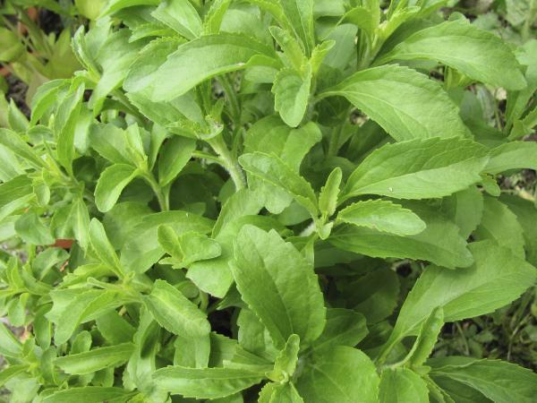 The properties of stevia