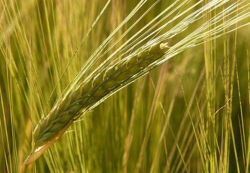 Barley: properties, nutritional values, calories