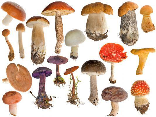 Cogumelos, como escolhê-los em sua diversidade