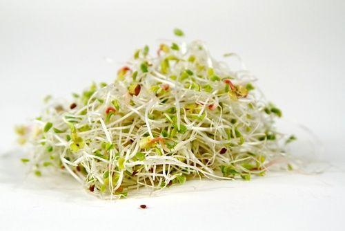 Radish sprouts: properties, benefits and use