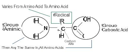 Acides aminés ordinaires et occasionnels