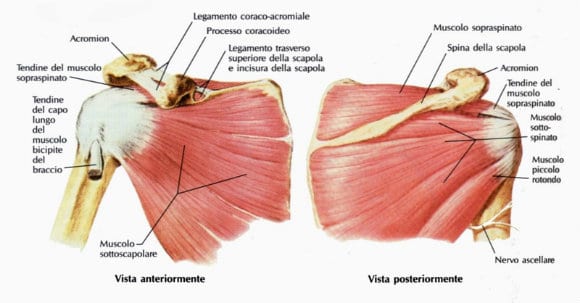 Rotator Cuff | Benefits for Shoulder Pain and Exercises