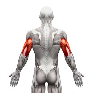Rebond des triceps | Comment sont-ils exécutés ? Erreurs et variantes