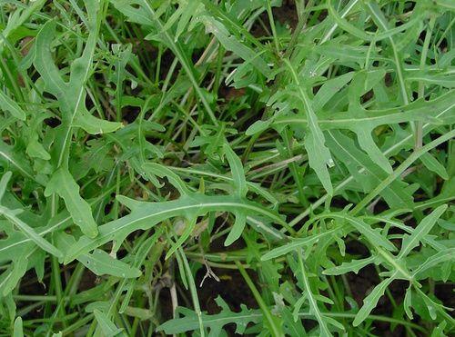 Arugula sprouts: properties, benefits and use