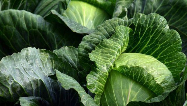 Wild cabbage, properties and how it works