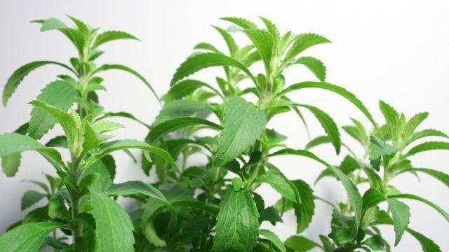 Is Stevia Really Carcinogenic?