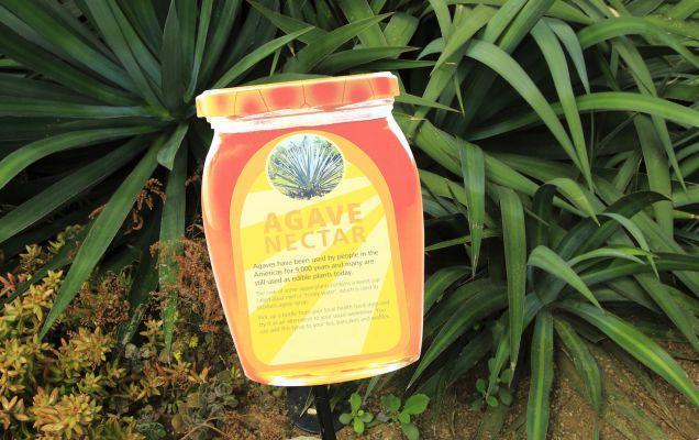 The sweetness of agave juice also for diabetics