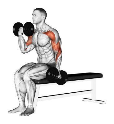 Standing supination dumbbell curls