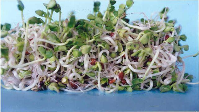 Small guide to the preparation of sprouts