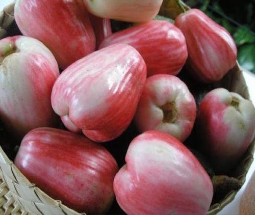 Rose apple, properties and benefits