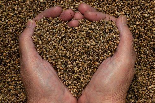 Hemp seeds, properties and how to use them