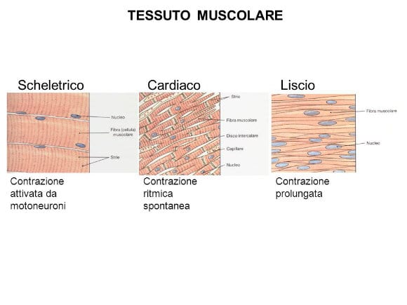 Muscle Contraction | What's this? How does it happen?