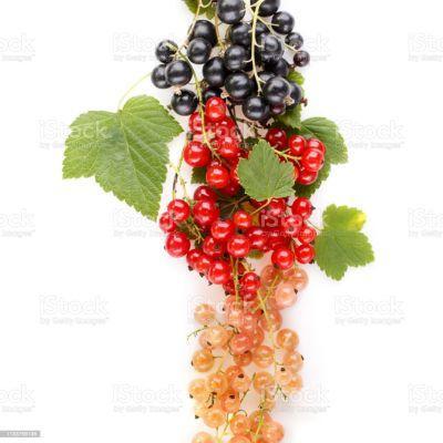 Black, red and white currants