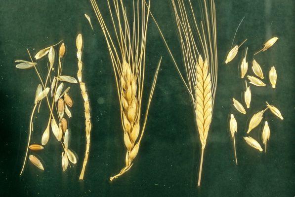 Einkorn wheat: properties, use and where to find it