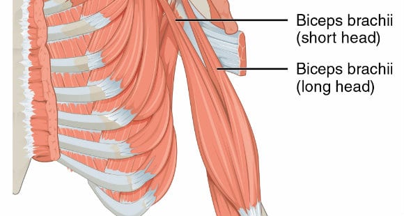 Brachial biceps | How to train it? All you need to know