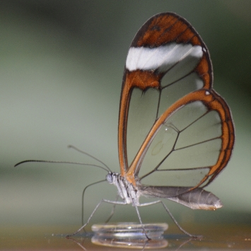 L'Effet Papillon : ou comment reprendre sa vie en main