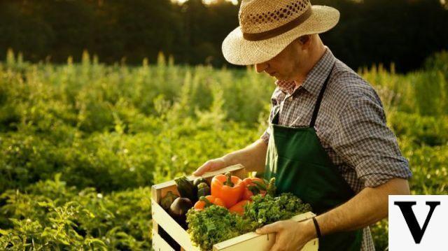 Pesticides: European food is safe
