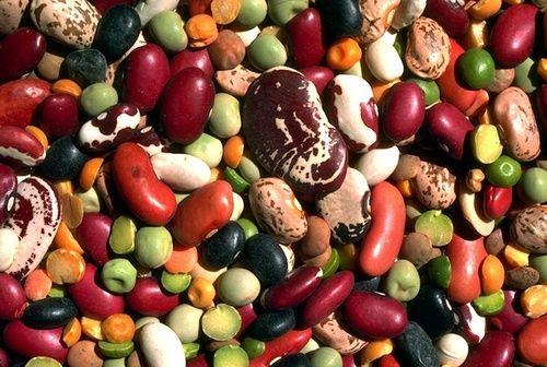 Borlotti beans: properties, nutritional values, calories