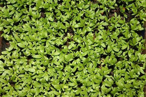 Watercress sprouts: properties, benefits and use